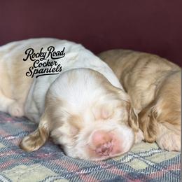 Waffles - Buff and white male Cocker Spaniel puppy in Nashville, Arkansas from Rocky Road Puppies