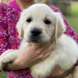 Golden Retriever Puppies from Coconut Cream Goldens