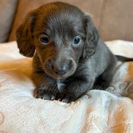 Dewey - Gray (blue) male Dachshund puppy in Jonesboro, Illinois from Twin Hills Dachshunds