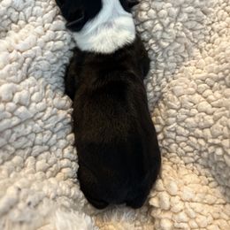 Boston Terrier Puppies from Rhonda Binkard