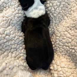 Boston Terrier Puppies from Rhonda Binkard