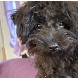 Freddy - Black Yorkipoo puppy in Collier County, Florida from Star Catcher Pups
