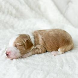 Hazy - Red  female Goldendoodle puppy in Sterling, Illinois from Charley's Goldendoodles