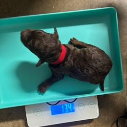 Hershey - Brown male Bernedoodle puppy in Richmond, Texas from Harper’s Heartbeats