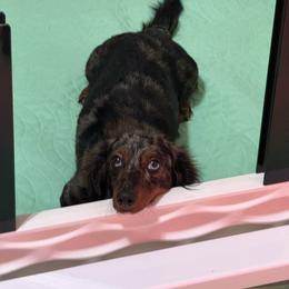 Pepper - Dachshund