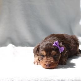 Aussiedoodle, Australian Shepherd, and Miniature Australian Shepherd Puppies from Royal J Aussies and Aussiedoodles
