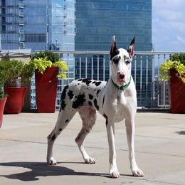Great Dane All Grown Up from Stardust Danes