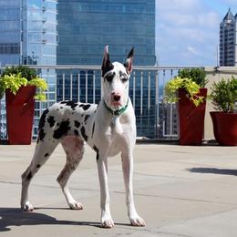 Great Dane All Grown Up from Stardust Danes