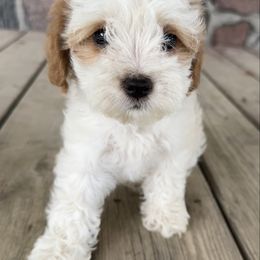 Scott - Blenheim male Cavapoo puppy in Camden, Michigan from FurEver Friends Finder