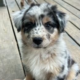 Lori - Blue merle female Australian Shepherd puppy in Scottsville, Virginia from Cedar Creek Aussies