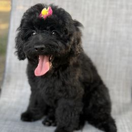 Lola - Black female Poodle puppy in Greenville, North Carolina from Royal Paws, LLC