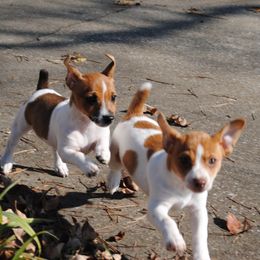 Teddy Roosevelt Terrier Puppies from Mud-E Acres Kennel