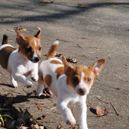 Teddy Roosevelt Terrier Puppies from Mud-E Acres Kennel