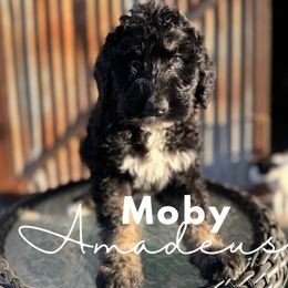 Moby Amadeus - Saint Berdoodle puppy in Mesa, Arizona from Desert Bohunk Doodles and Branded Bullies