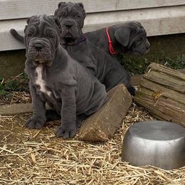Neapolitan Mastiff Puppies from Unique Uprisings