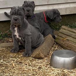 Neapolitan Mastiff Puppies from Unique Uprisings