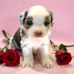 Marley Philippe - Red merle male Australian Shepherd puppy in Statesville, North Carolina from Charming Australian Shepherds