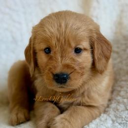 Shasta - Golden male Golden Retriever puppy in La Verne, California from 4LoveofGoldens