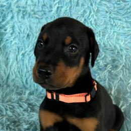 Boy (Orange Collar) - Black and rust male Doberman Pinscher puppy in Centralia, Missouri from TopSpots Farm