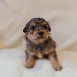 Monica - Blue merle female Aussiedoodle puppy in Orleans, Indiana from Mae Blossom Puppies