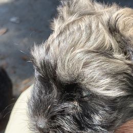 Havanese Puppies from Havanese If You Please