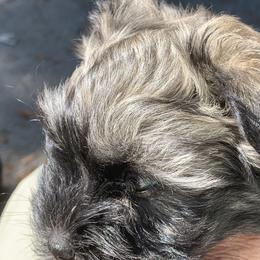 Havanese Puppies from Havanese If You Please