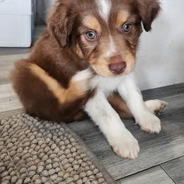 Grey (collar color) you name him - Red tri-color male Miniature American Shepherd puppy in Centralia, Washington from Blackjack Mini Aussies