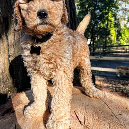 Goldendoodle Puppies from Lundee Doodles
