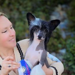 Jasmine - Chinese Crested