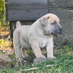 RAPHAEL - Fawn male Boerboel puppy in Pennsylvania from Cold River Boerboels
