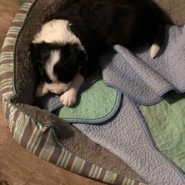 Border Collie Puppies from Cahill’s Canines