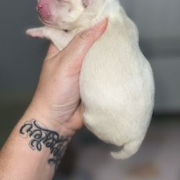 Polar - White male Pomsky puppy in Casa Grande, Arizona from Arizonas Pomsky Squad