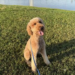 Poodle puppies from Golden Life Doodles
