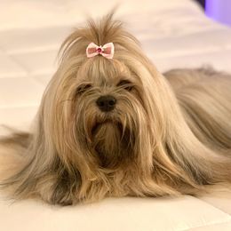 Daisy - Lhasa Apso