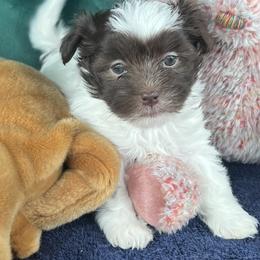Lucy - AKC - Chocolate female Havanese puppy in Mc Louth, Kansas from Harmony Valley Cavaliers & Havanese