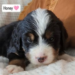 Honey - Black and white female Bernedoodle puppy in Shiloh, Georgia from Doodle Mountain