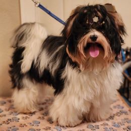 Noble Legacys Forever Parker - Black tan and white Biewer Terrier puppy in Vancouver, Washington from Noble Legacy Biewers