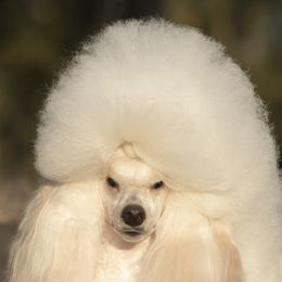 Poodles from Camarada Poodles