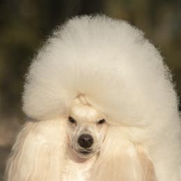 Poodles from Camarada Poodles
