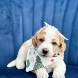 Glinda - Parti female Poodle puppy in Bellville, Ohio from Cedar Ridge Standard Poodles