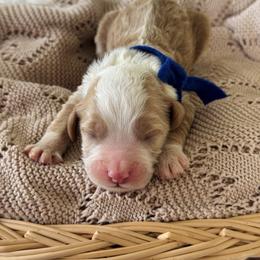 Theodor - Navy collar boy - Red  male Goldendoodle puppy in Ruthorfordton, North Carolina from Duncan Doodles Goldendoodles