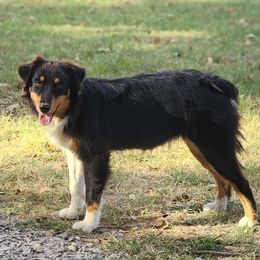 Eclipse - Black Australian Shepherd puppy in Stillwater, Oklahoma from Oak Forest Aussies