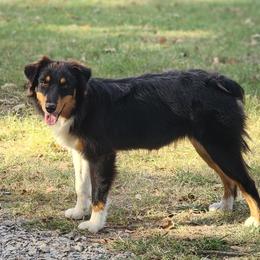 Eclipse - Black Australian Shepherd puppy in Stillwater, Oklahoma from Oak Forest Aussies