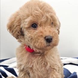 Red - Apricot female Labradoodle puppy in Lexington Park, Maryland from SUNNY SIDE DOODLES