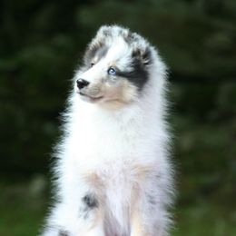 Shetland Sheepdogs from Clermont
