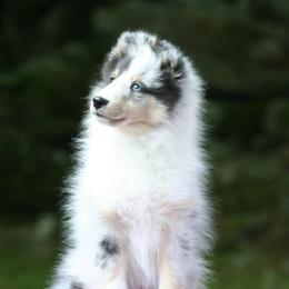 Shetland Sheepdogs from Clermont