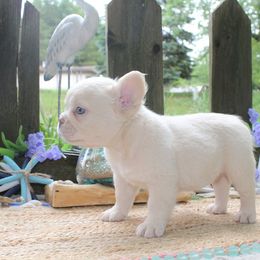 French Bulldog Puppies from Fren She Kisses
