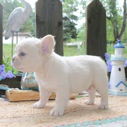 French Bulldog Puppies from Fren She Kisses