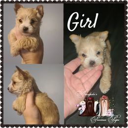 Girl 1 - Yorkshire Terrier puppy in Wartburg, Tennessee from Amanda's Precious Pups