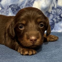 Frankie - Chocolate and tan Dachshund puppy in Wyoming, Rhode Island from Paws Laws k9